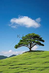 夏天的稻田背景图片_山顶上有松树的绿草