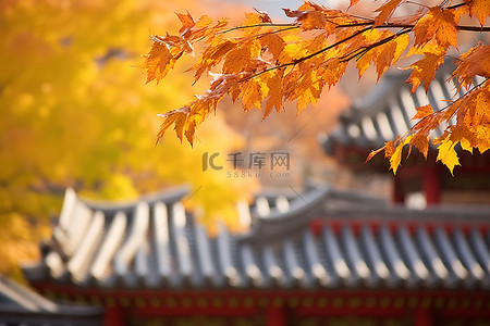 屋顶上的韩国秋叶