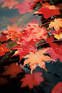 漂浮的落叶背景图片_几片落下的红枫叶漂浮在溪水中