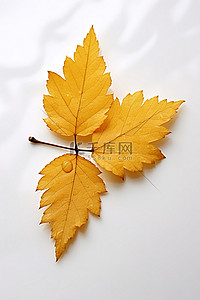 落叶黄背景图片_一片非常黄的叶子坐在白色表面的表面上
