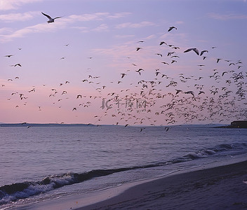 海鸥背景图片_一群鸟儿飞过海洋