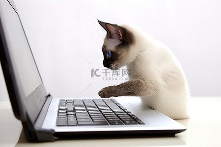 坐在酒杯上的女人背景图片_笔记本电脑上的暹罗猫