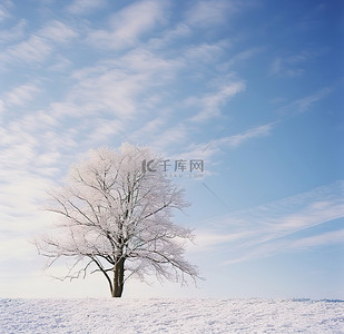 开阔的田野上一棵冬天被雪覆盖的树