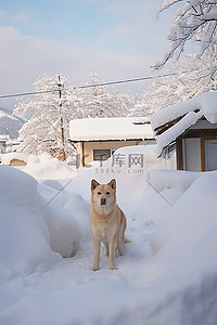 雪景小房子背景图片_狗站在小房子旁边的雪中