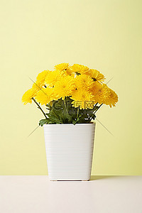 白花盆里的黄色菊花