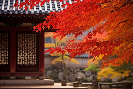 亚洲文化背景图片_亚洲建筑前的秋叶