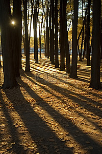 公园里树木的影子
