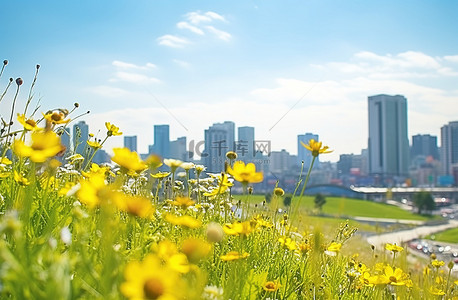 首尔摩天大楼前的草山上开满了鲜花