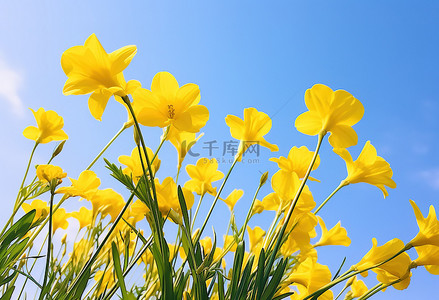 黄色的花朵和蓝天