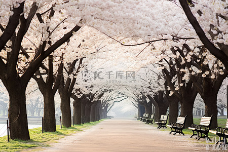 春天旅游背景背景图片_树下开满鲜花的公园