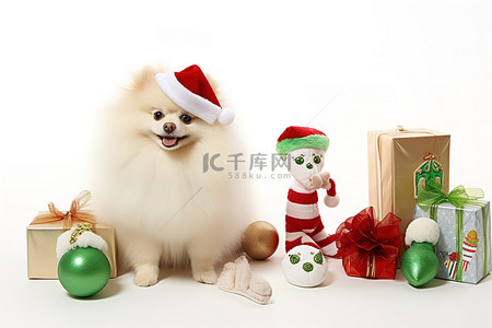 大狗背景图片_白色的博美犬狗和礼物坐在大的白色背景上