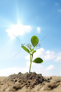 幼小背景图片_一棵幼小的植物正在从沙子里长出来