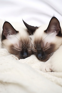 两只暹罗猫睡在白色的毯子上