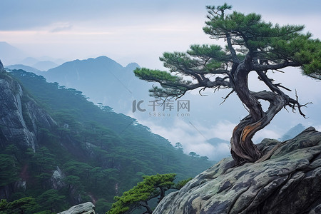 忠南背景图片_岩石上一棵孤独的松树，后面是群山