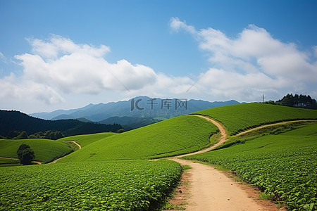 夏天的稻田背景图片_一条从茶田里出来的路