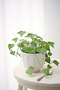 勺子勺子背景图片_白桌上白勺子里的绿色常春藤