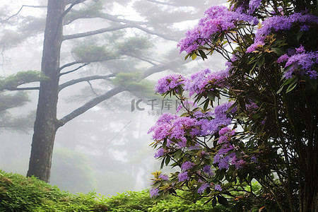 雾天，树上盛开着五颜六色的紫色花朵