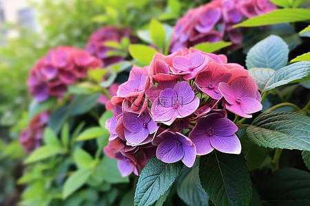 漂亮的花背景图片_一朵漂亮的紫色花从绿色花园的叶子中长出来