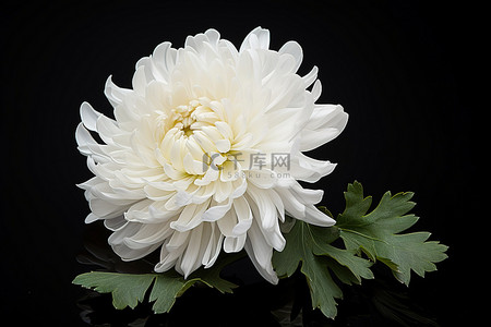 菊花花瓣一朵背景图片_黑色表面上显示出一朵白色的菊花