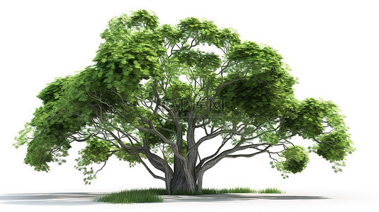 大自然丰富的 3d 绿树在干净的白色背景下呈现