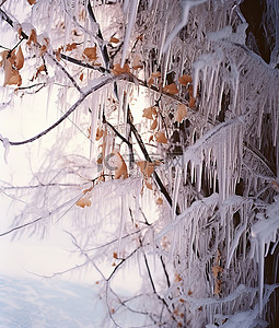 雪枫叶背景图片_冰雪覆盖的树木和树枝的图片