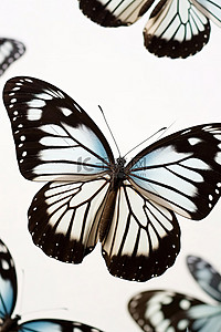 几只蝴蝶身上有黑色和棕色的图案