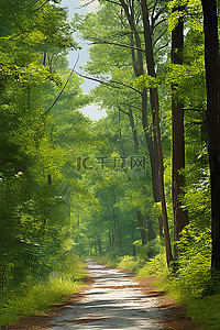 森林中的一条路