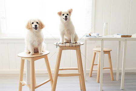 两只狗坐在木凳上，旁边还有一张白色的桌子