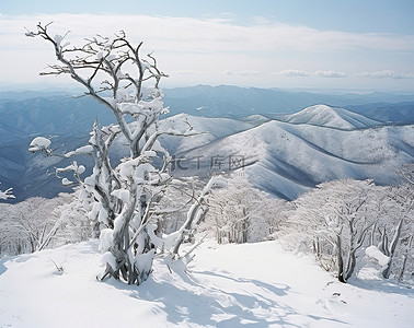 八背景图片_忠犬八公滑雪通行证