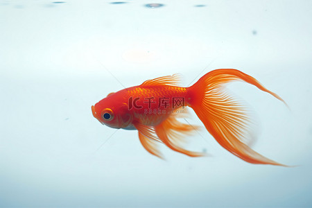 贝类背景图片_一条红色金鱼漂浮在白色的表面上