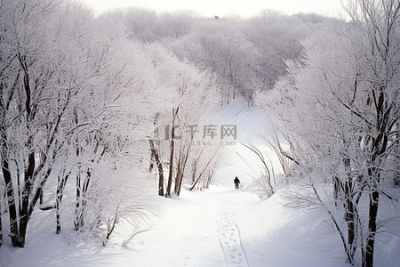 滑雪者周围的积雪覆盖的树木