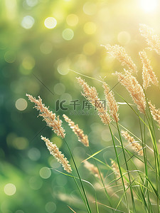 芦苇花背景图片_阳光下风中小芦苇花背景素材