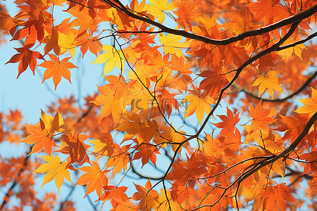 树上的橙色叶子与蓝天的反射