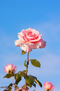 中秋菊盛开背景图片_花园里的第一朵玫瑰