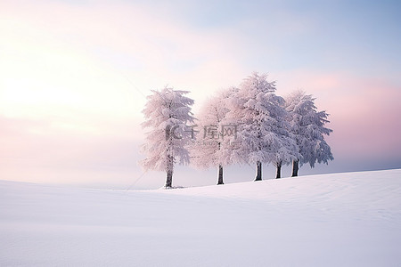 云树木背景图片_冬季景观的图像，树木被雪覆盖