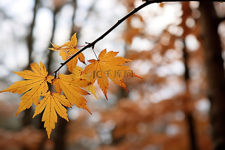 秋天的落葉