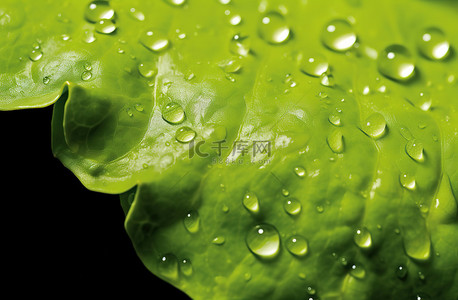 绿色水滴树叶背景图片_水滴在一片绿色的生菜上