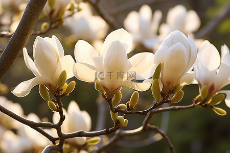 庄稼已经熟了背景图片_玉兰树上的白色花朵已经开放
