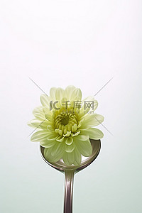 一把花背景图片_一把勺子，上面坐着一朵花
