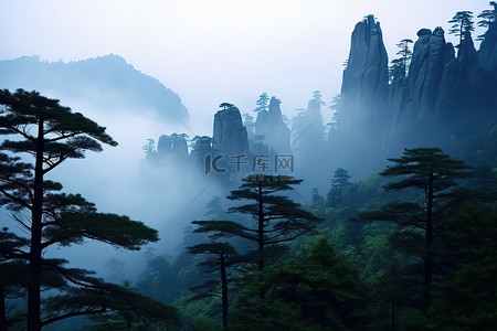 最佳景观背景图片_雾中有几片树叶的森林场景
