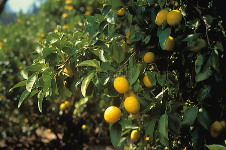 果柠檬背景图片_干旱土壤果园中的黄柠檬