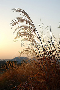 草里背景图片_日落时分，田野里长着一棵高高的草