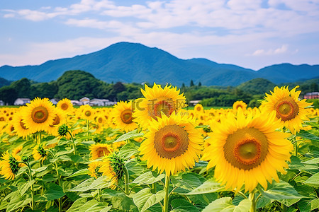 夏天的稻田背景图片_日本 伊豆 伊豆 朴仁 向日葵田