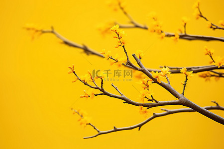 黄色背景的黄色花朵的树枝