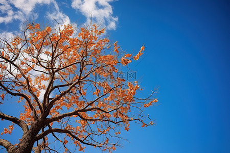 秋天柿子树背景图片_一棵树，叶子映衬着蓝天