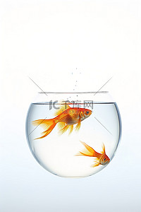 金鱼在白色背景的透明水箱中游泳