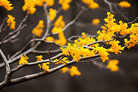 黄色的树枝背景图片_树枝有黄色的叶子
