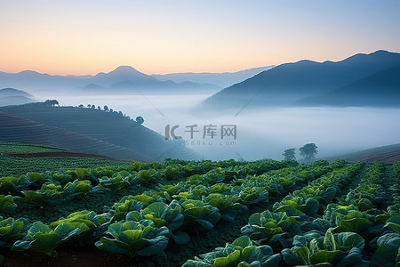 中国山上卷心菜田上的日落