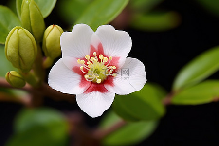 一朵小白花，花蕾上有红色中心