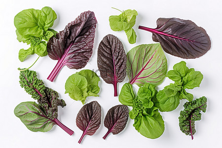 新鲜的绿色蔬菜背景图片_白色背景上排列的绿色和紫色叶绿